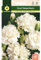 Mascarell Semillas, CLAVEL CHABAUD BLANCO, Semillas Flores Exterior para Decoración, 0,4 Gramos