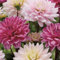 Bloomique - 3er-Mix - Dahlien - Rosa-Mix - Blumenzwiebeln - Staude - Sommerblüher und Herbstblüher - Wird bis zu 90-100 cm groß