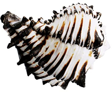 FUTUREORYY 1 Stück Naturdekorative für Aquarien Einzigartiges Landschaftsornament für Fischbehälter Stilvolle Aquarien Dekoration für Aquaristik