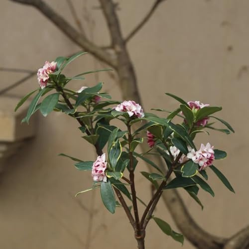 Daphne odora deko balkon garten für draußen bodendecker bienenfreundliche exotische 350samen