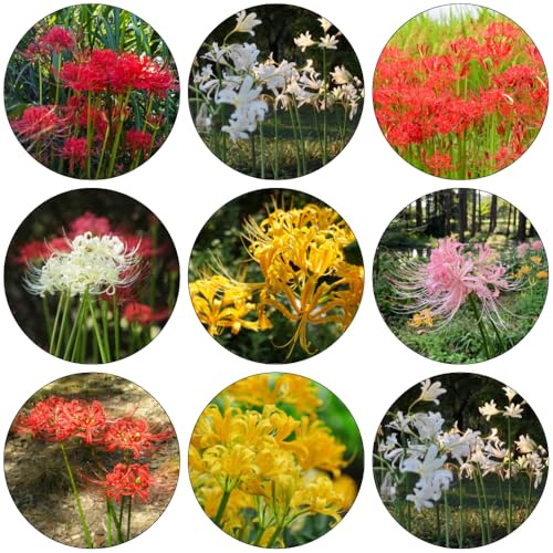 Bulbi giglio ragno - Lycoris Radiata silvestre balcone di decorazione balconi giardino decorazione 5 pezzi