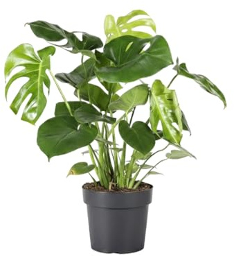 Monstera Deliciosa DECOALIVE para Interior Tropical - Maceta 12 cm Altura 40 cm Costilla de Adán