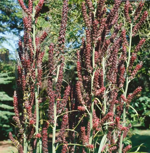 Veratrum nigrum 11x11 cm Topf – Winterhart, Mehrjährig – Schwarzer Germer – Staude für Schattenbeet & Naturgarten