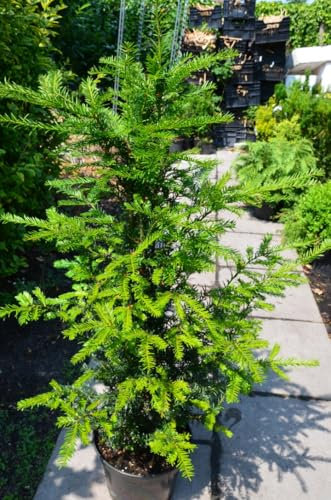 Heimische Eibe Taxus baccata 70-80 cm hoch im 7,50 Liter Pflanzcontainer