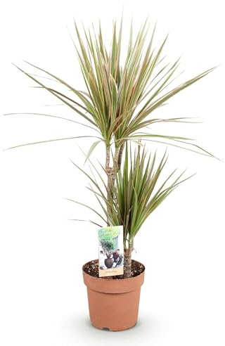 Green boutiQ - Zimmerpflanzen - Dracaena Marginata Bicolor - Drachenbaum - Wenig Pflege - Grün - braun - 1 Pflanze - Topf 17cm - Höhe 70-75cm