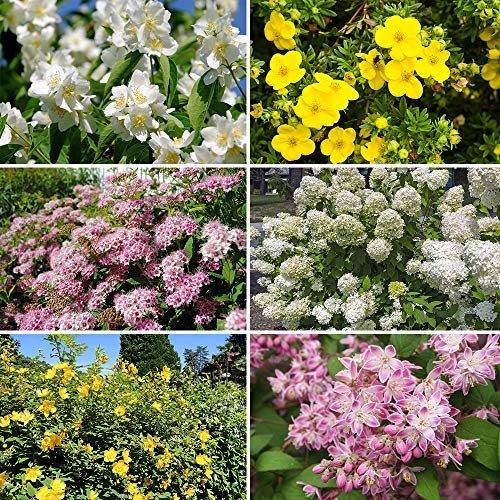 YouGarden Summer Flowering Hardy Shrub Collection, Set of Six Plants in 9cm Pots 20-30cm Tall, Ready to Plant