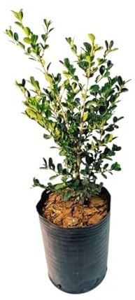 Buxus Sempervirens - Planta Natural para Exterior Ideal para Crear Setos