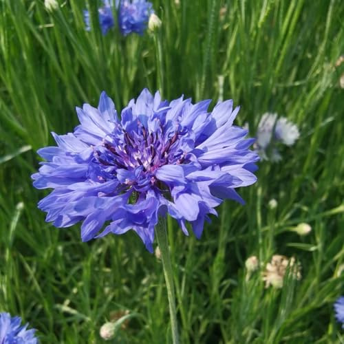 Semi di fiordaliso, vecchie varietà Centaurea cyanus, semi di selvatici biologici da balcone 500pcs