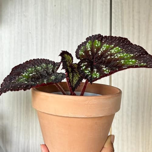begonia semillas de tapizantes resistentes al invierno begonias de interior rara semillas balcón balcón Decoraciones otoñales 130semillas