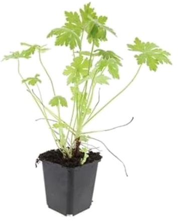 Geranium Macrorrhizur marktäckare med blad, för trädgård, grön, set om 6
