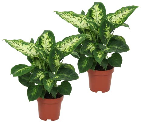 Dieffenbachia Compacta Set de 2 Plantas de Interior Purificadoras del Aire Naturales