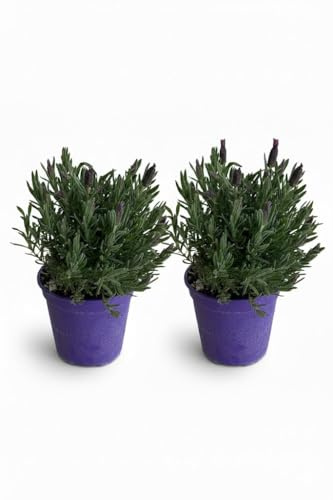 Lavanda Stoechas su vaso cm 14 in confezione da due piante MODIPITRE