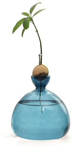 Generisch Vase à d'avocat - Pot de Culture en Verre Transparent - Kit de Culture d'avocat Moyen - Kit de Culture pour noyaux, germes