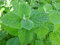 500/1000 Graines MENTHE POMME EGYPTIENNE odorante feuilles rondes Mentha rotundifolia (500)
