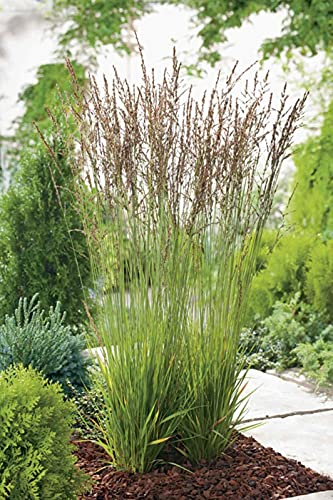 1 x Molinia caerulea 'Heidezwerg' im 1 Liter Topf (Ziergras/Gräser/Winterhart/Mehrjährig/Staude) Kleines Pfeifengras - Filigrane Schönheit im Miniaturformat - von Stauden Gänge