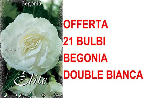 OFFERTA 21 BULBI PRIMAVERILI BEGONIA DOUBLE BIANCA BULBS FIORI