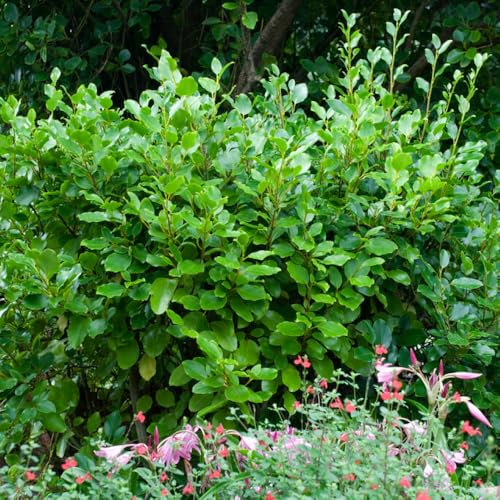 YouGarden New Zealand Privet Hedge, Established Plant in 8cm Pot, Ready to Plant Evergreen Hedge, Green Leaves, Spring Flowering Hedge