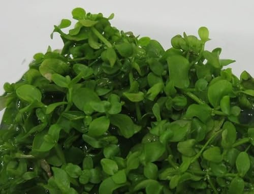 florari In-Vitro Micranthemum tweediei monte carlo/Tweedies Perlenkraut