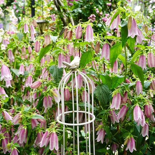 glockenblumen winterhart - stauden exotische 750samen