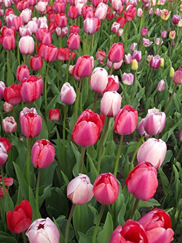 Tulpenzwiebeln : Tulpen Mischung 100 Blumenzwiebeln (Nr2)