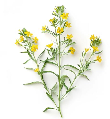 50 Mexican Tarragon Seeds (Tagettes lucida) - SemiSauvage Permaculture