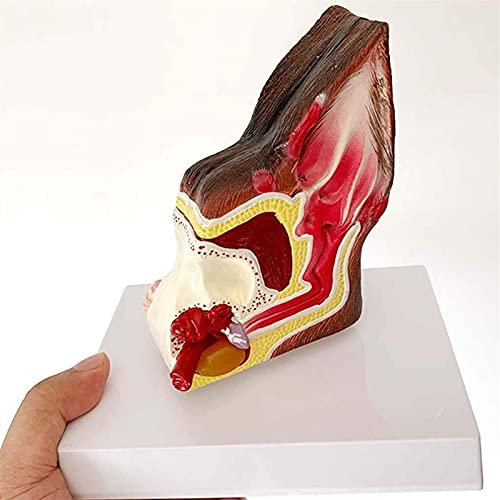 Modell Von Anatomie Modell Von Skelett, Anatomisches Modell Von Hundeohr - Modell Von Organ Tier Struktur Von Hundeohr Anatomie Lehrmodell