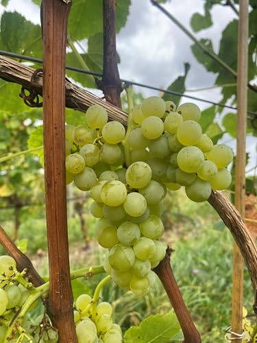 Bio-Tafeltraubenrebe Lakemont – kernlose Bio-Tafeltraube mit süßem Aroma | EG-ÖKO 2018/848 | ideal für Garten, Pergola & Frischverzehr | Getopfte Rebe direkt aus der Rebschule