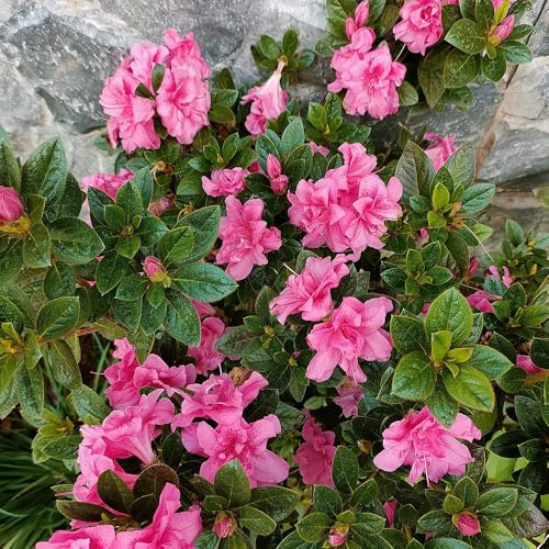 Semi di azalea, le da giardino roccioso sono resistenti di rododendro resistente, decorazione del giardino per esterno da balcone 450pcs