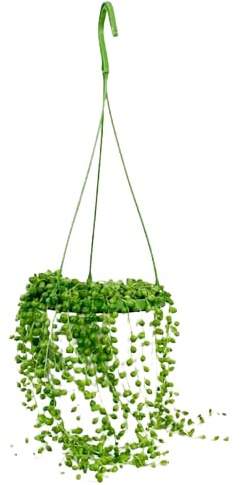 Senecio Rosario Decoración Natural y Suculenta - Planta Colgante