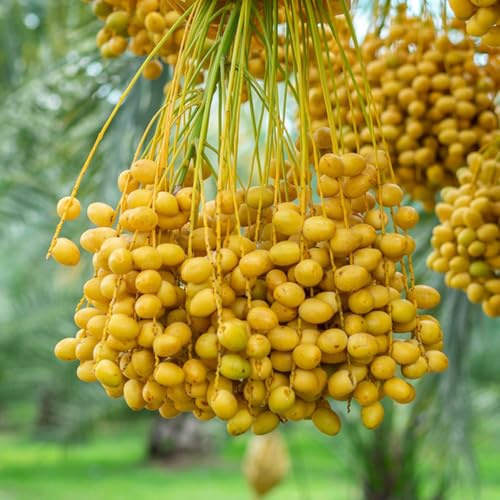 Semi di palma da datteri, resistenti all'inverno per balconi di datteri, interno 60pcs