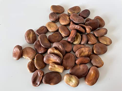 Sutton Dwarf Broad Bean Seeds - 45 Seeds for Autumn or Spring Planting Very Hardy OverWinter Vegetable Plant and Grow Your Own Vegetables - Packed in The UK by Meldon Seeds
