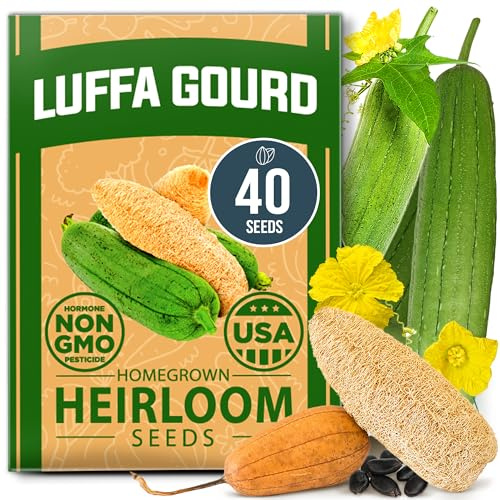 HOME GROWN Luffa Seeds 40 Heirloom Non-GMO Loofah Gourd Seeds for Planting, High Germination, Grow Your Own Natural Bath Sponges, Edible Vining Vegetable Garden, Harvest Young Gourd (Luffa aegyptiaca)