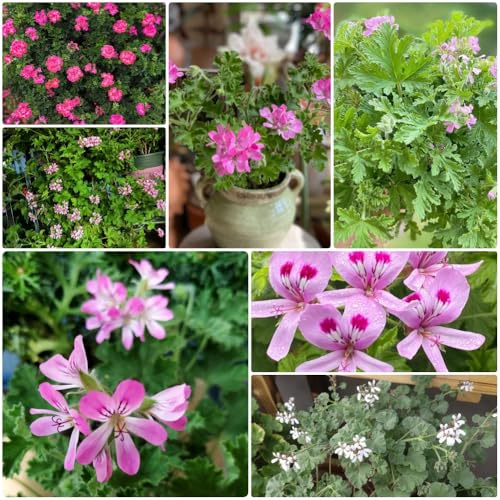 semi di geranio profumato, semi di perenni, Pelargonium graveolens, resistenti per il giardino giardino aromatiche biologici esotici 150pcs