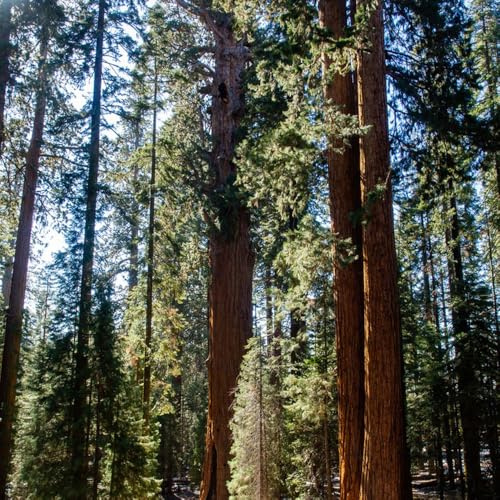 semillas de secuoya - variedades antiguas cubren el suelo resistentes jardín interior 25pcs