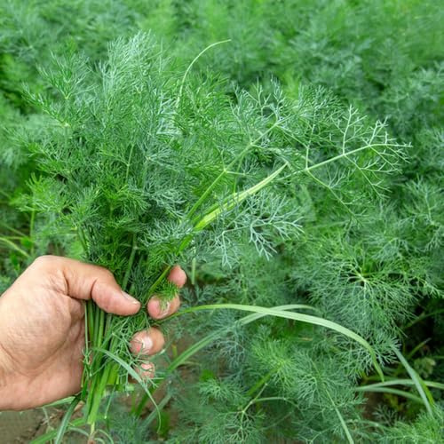 Semi di aneto - verdi semi di aromatiche giardino aromatiche selvatiche da balcone prodotti sostenibili resistenti vecchie varietà 800pcs