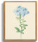 MHARTK66 Quadri Vintage Botanico Soggiorno con Cornice Legno, 30x40 cm Stampe da Parete Blu Plumbago Fiori Illustrazione, Quadro Camera da Letto Su Tela Decorazioni Parete Desktop Arte Bagno Ufficio