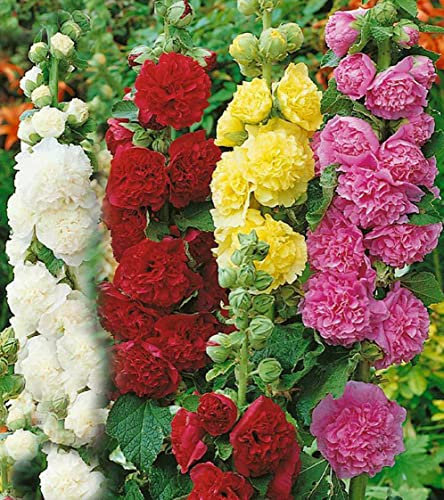 Vsorce4u 10 x Seeds - Chater's Mix Double Hollyhock Seeds - Flower Seeds for Planting Garden Yard Patio
