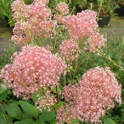 Säckelblume 'Marie Rose' - Ceanothus pallidus 'Marie Rose' 40-50 C -