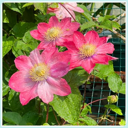 Mix Golden Jade Carving Feels Perfect Shade-Tolerant Climbing Clematis Bulb Garden Ornamental plant-4bulbs-D