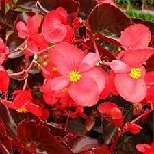 Aamish 150 Stück Begonia Roman rote Blumensamen