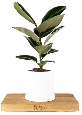 Rubber Plant Ficus Robusta in a 12cm Pot - Indoor House Plant with Vibrant Foliage