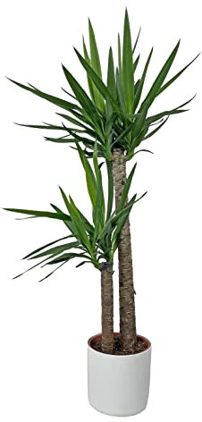 KENTIS - Yucca - Tronchetto della Felicità - Piante Vere Grasse Succulente da Appartamento - Pianta Ornamentale da Interni - H 135-145 cm Vaso Ø 24 cm