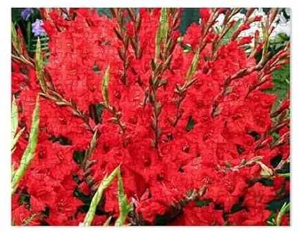 CafePress Red Gladiolus Flowers Small Puzzle, 252 pcs.