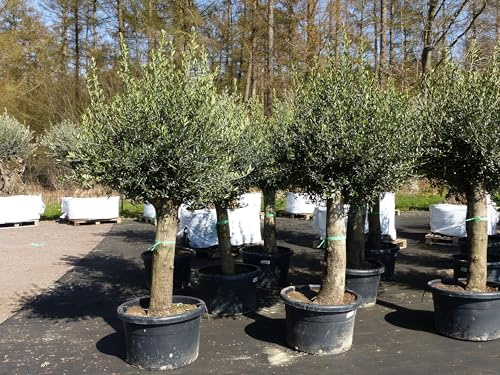 gruenwaren jakubik Olivenbaum Olive '60 Jahre' 200-240 cm, beste Qualität, Stammumfang 40-50 cm, winterhart, Olea Europaea