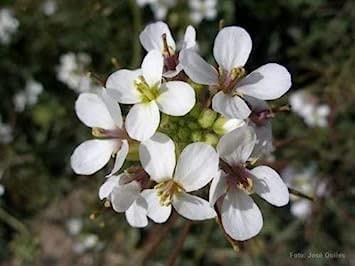 Wasabi Arugula Diplotaxis Erucoide 250 seedsWasabi sostituto CombSH:Seeds