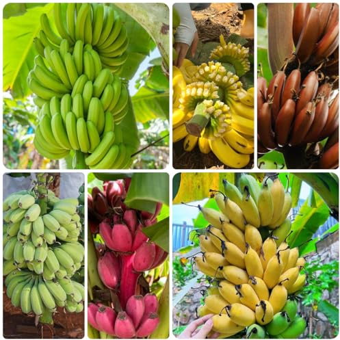 bananenbaum - bananen winterharte garten kübelpflanzen bananensamen obstbäume bonsai spalierobst schnell wachsende sträucher exotische winterfeste balkon baumsamen gartendeko für 130samen