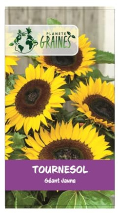 20 graines tournesol jaune géant - Sunflower Single Yellow Giant - taille 3 à 5 mètres
