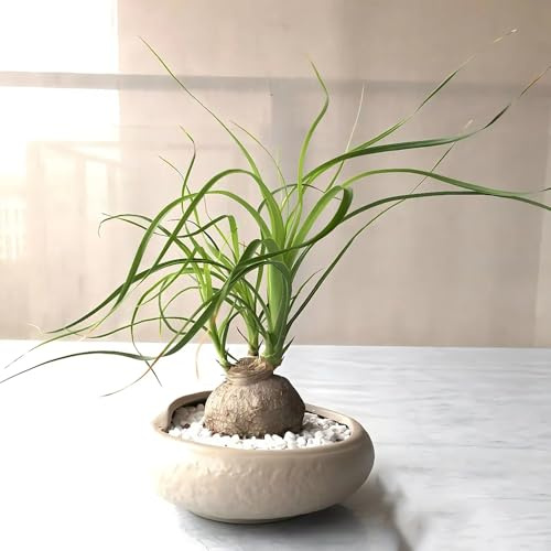 elefantenfuß pflanze samen, bonsai baum samen pflanzen für sonnige plätze, Flaschenpalme schattenpflanzen pflanzensamen, zimmerpflanzen dauerblüher baumsamen balkon dekoration 100pcs