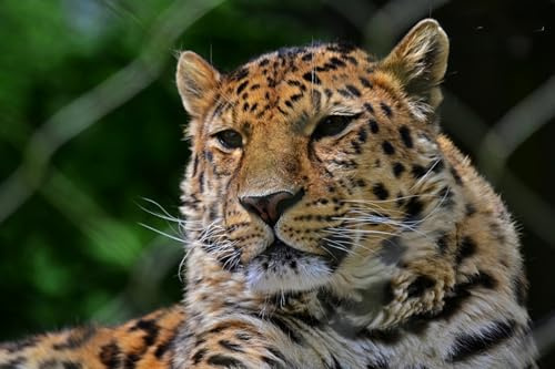 OZLHSP Pusselram 500 bitar Leoparder Stora Djur 52x38cm