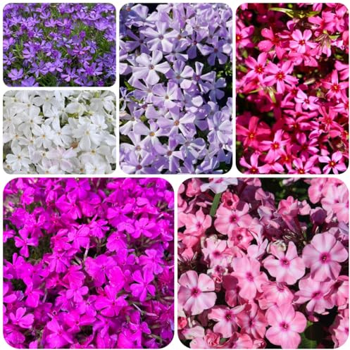 flox tappeto - rampicanti, da giardino roccioso phlox decorazione organica perto in vaso in vaso da esterno semi di 650semi
